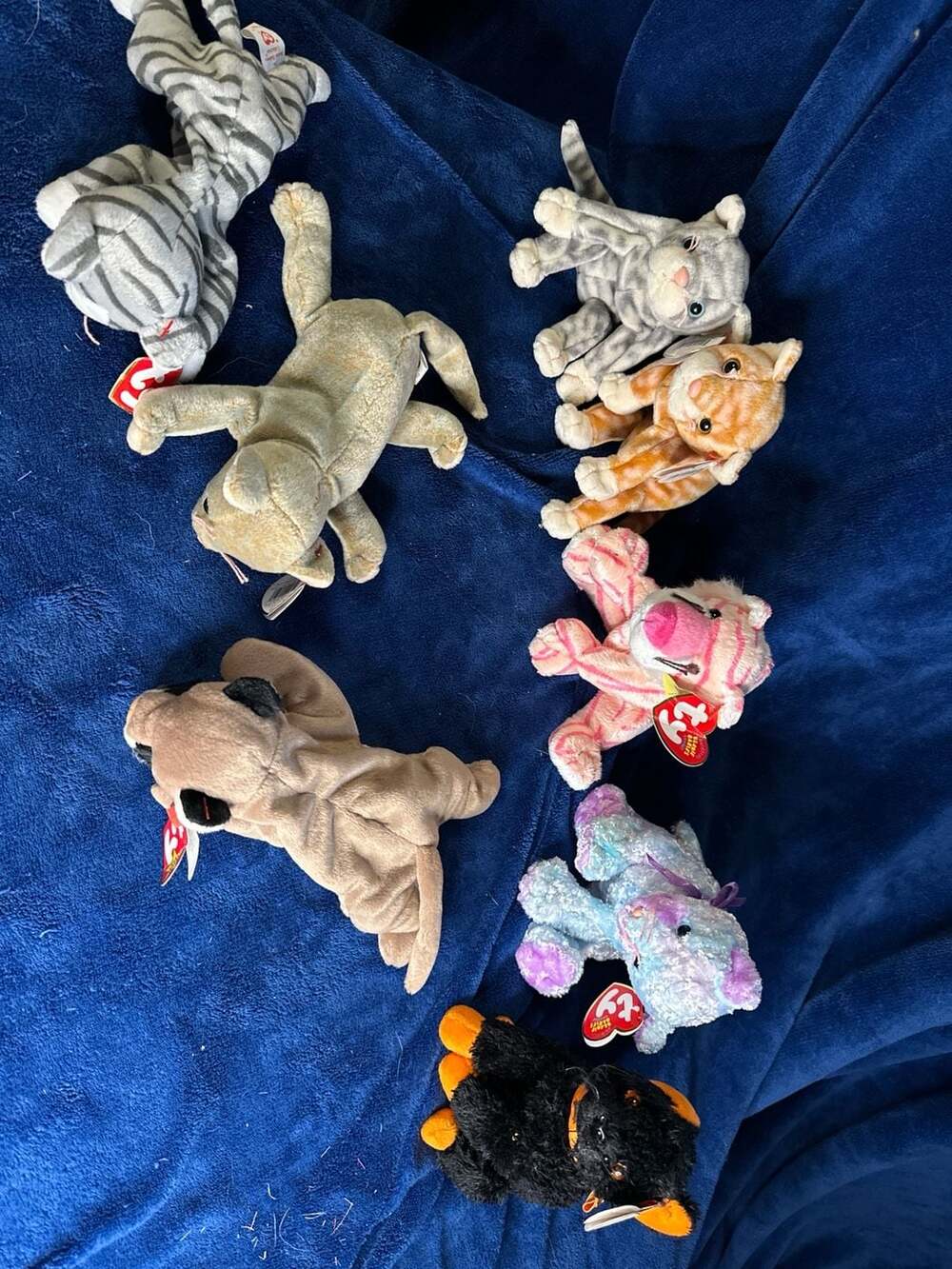 Lot of 8 Ty Beanie Babies Cats & Cougar: Silver, Amber, Pinky, Scat, Zip, Canyon